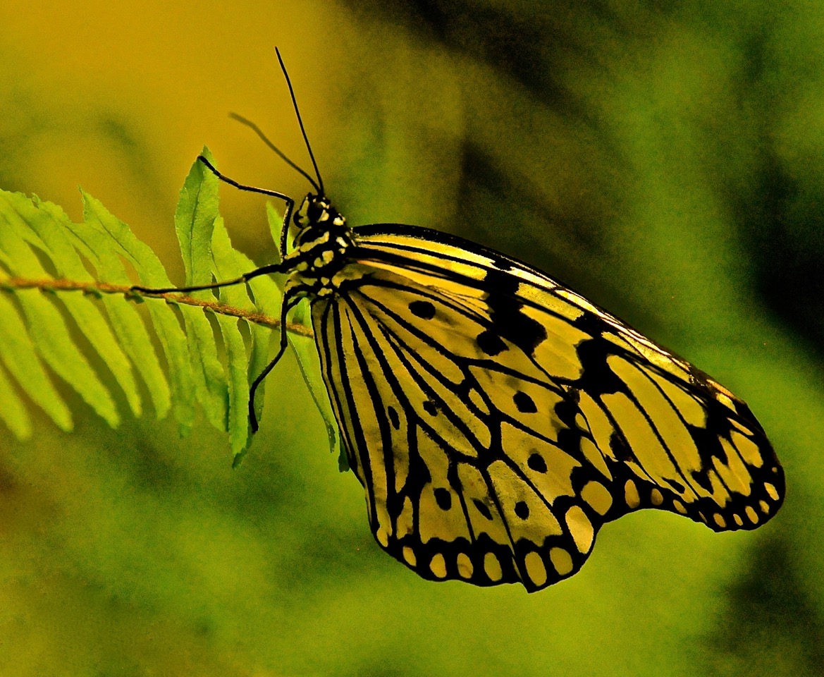 Annelle Hollingsworth 1