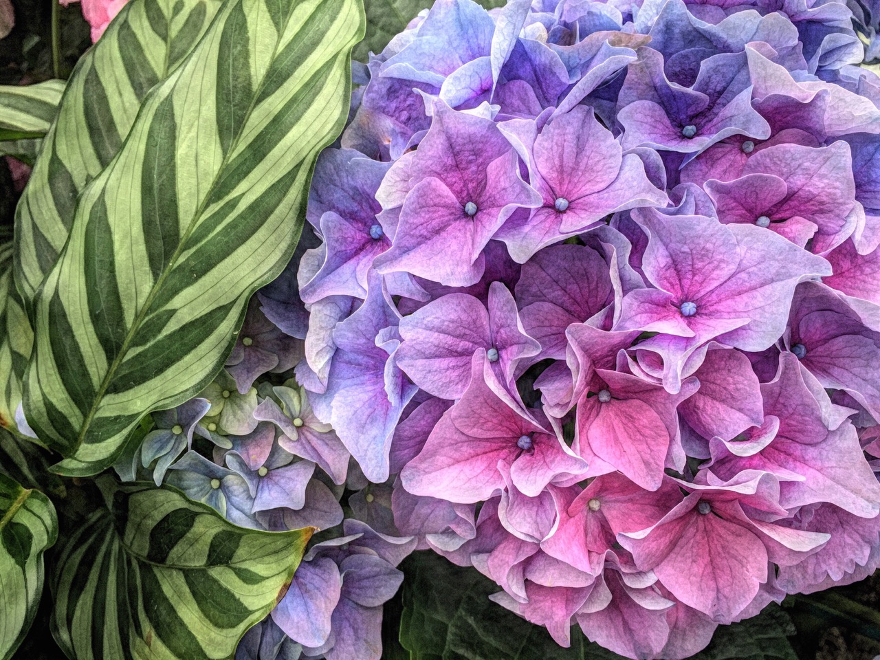 Annelle Hollingsworth 2