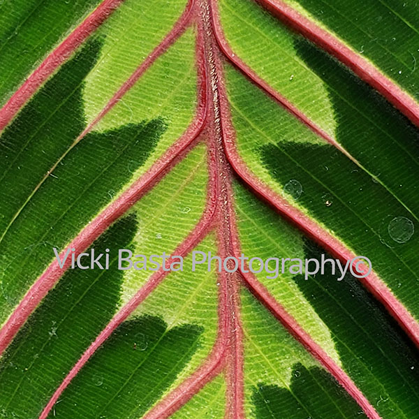 Green Leaf with Pink Veins Logo Med
