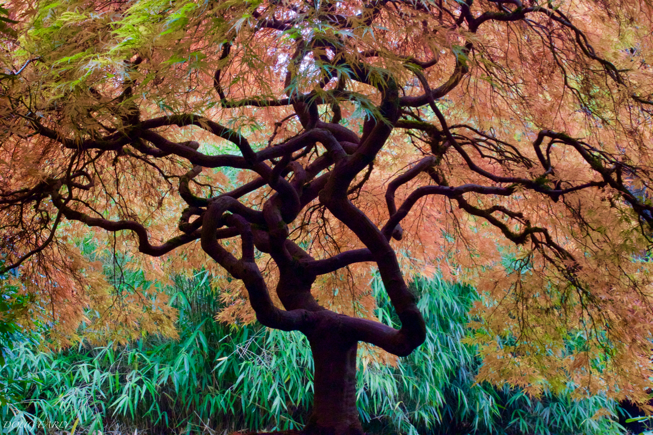 Japanese Maple