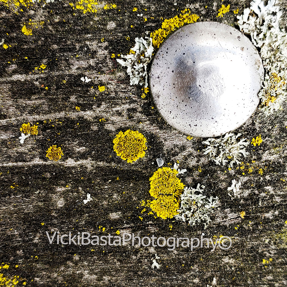 Moss n Lichen w Bolt Med Logo