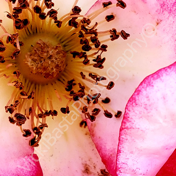 Pink Rose Petal with Stamen Med Logo