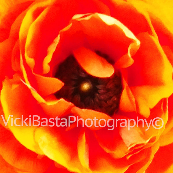 Round Orange Flower Med Logo jpg