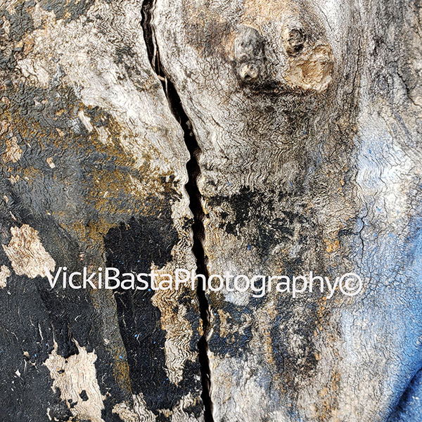 Tree Trunk Multi Crack Med Logo