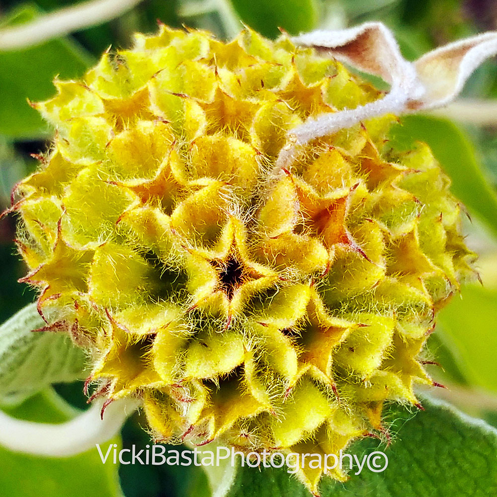 Yellow Star Flower Med Logo